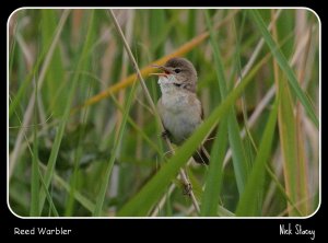 Reed Warbler