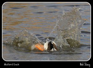 Mallard Duck