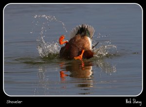 Shoveler