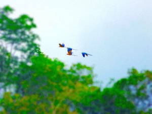Flight of the Macaws