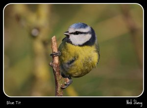 Blue Tit