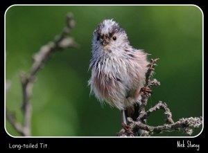 Long-tailed Tit