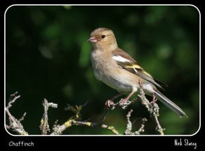 Chaffinch