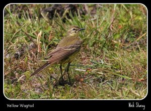 Yellow Wagtail