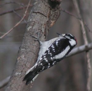 Downy Woodpecker From Above