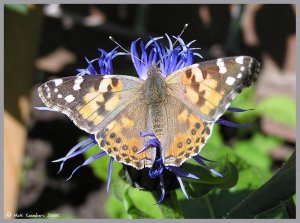 Painted Lady