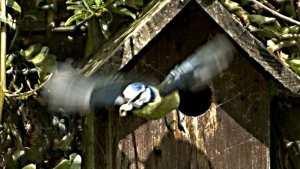 Blue Tit House Cleaning