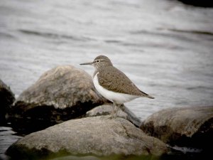 Commom Sandpiper