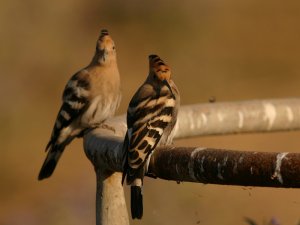 Hoopoe