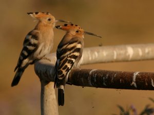 2 young Hoopoe