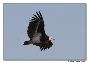 White-headed vulture DB entry