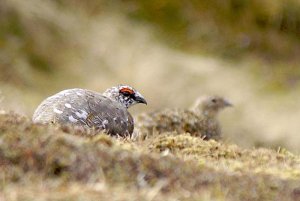 Ptarmigan