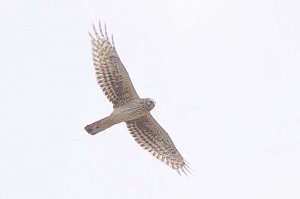 Hen Harrier