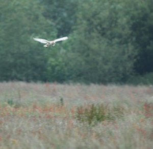 Barn owl