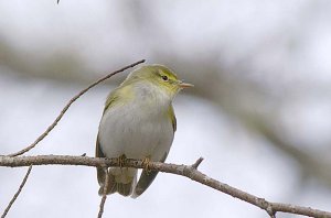 Wood Warbler