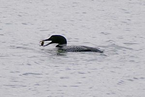 Great Northern Loon