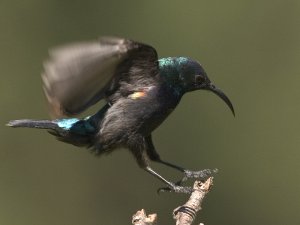 Palestine sunbird