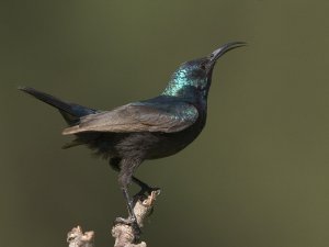 Palestine sunbird