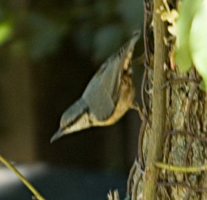 Nuthatch ??