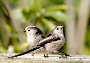 Long -Tailed Tit