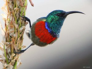 Greater Double-collared Sunbird