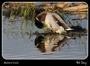 Mallard Duck