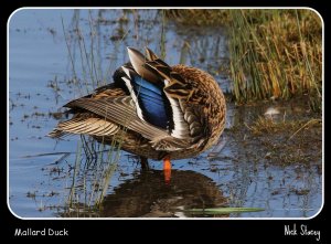 Mallard Duck