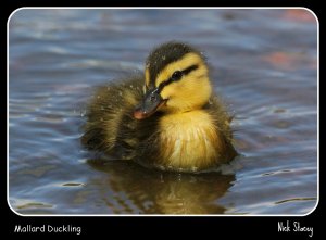 Mallard Duckling