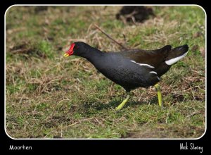 Moorhen