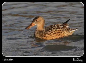 Shoveler