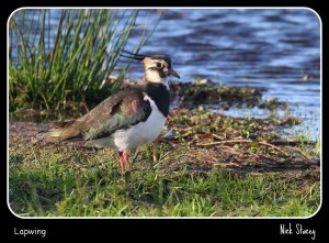 Lapwing