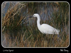 Little Egret