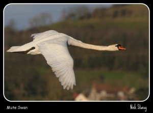 Mute Swan