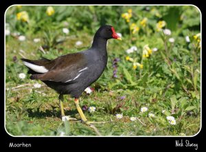 Moorhen