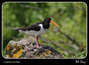 Oystercatcher