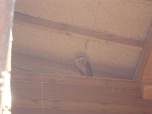Barn Owl (guttata sp.)
