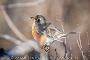 American Robin (f)