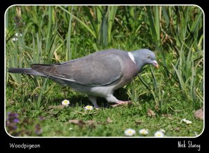 Woodpigeon