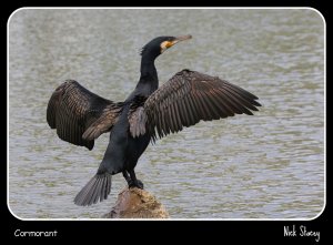 Cormorant