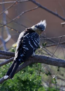 Greater Spotted Cuckoo