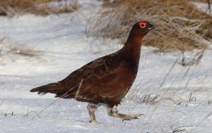 red grouse in the snow