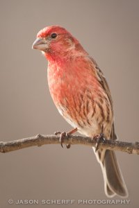 House finch (m)