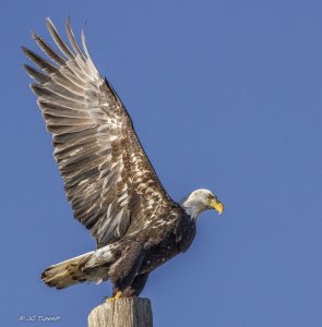 Eagle, split second from flight.