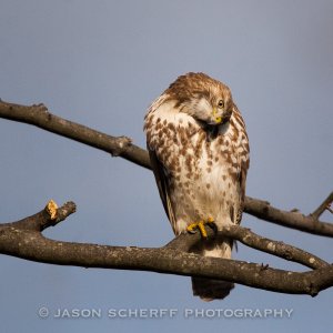 Red tailed hawk