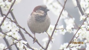 Male House Sparrow