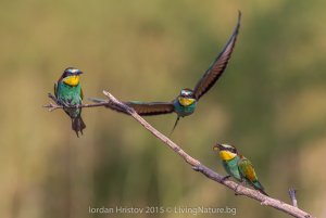 Bee-eater photography
