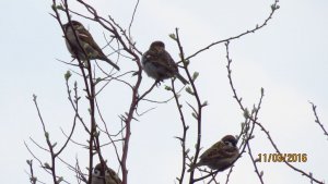 Tree Sparrow