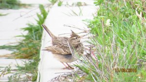 Crested Lark