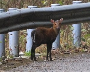 Gongshan Muntjac doe