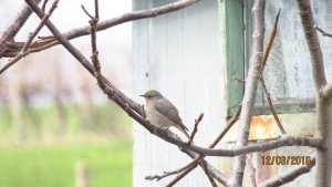 Redstart (female)